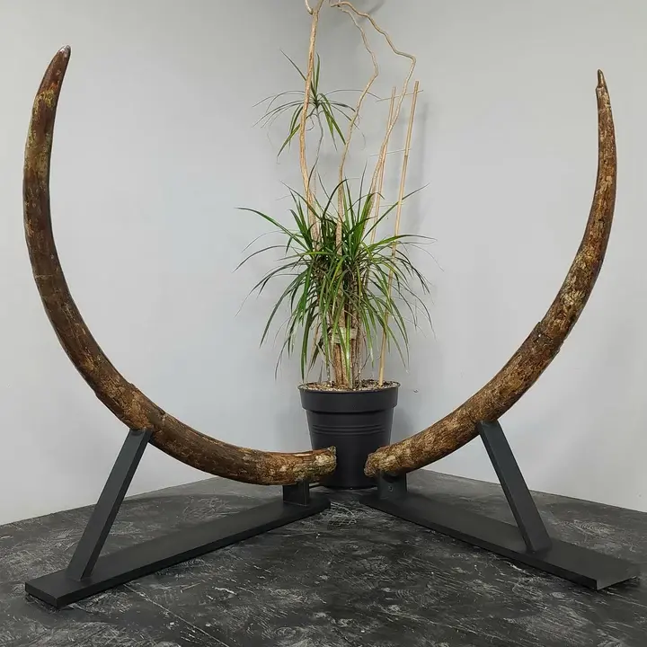 Stegodon tusk pair for sale in Canada (62) - Image 4
