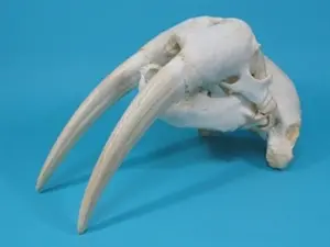 Walrus Skull Oline Canada