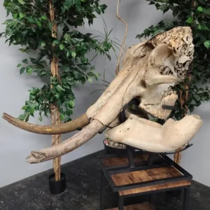 Woolly mammoth skull for sale in Canada, Authentic woolly mammoth skull specimen for fossil collectors.
