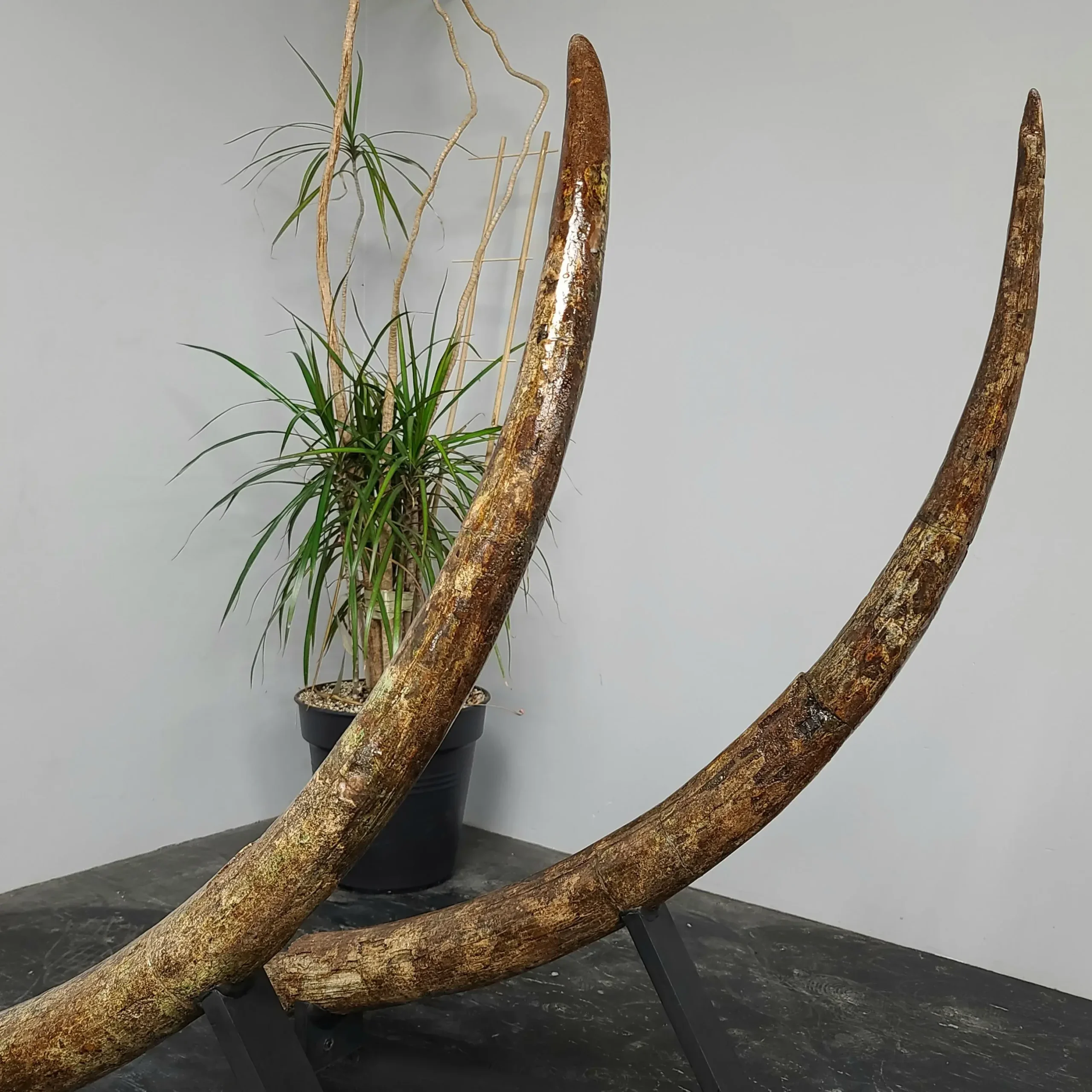 Stegodon tusk pair for sale in Canada (62) - Image 2