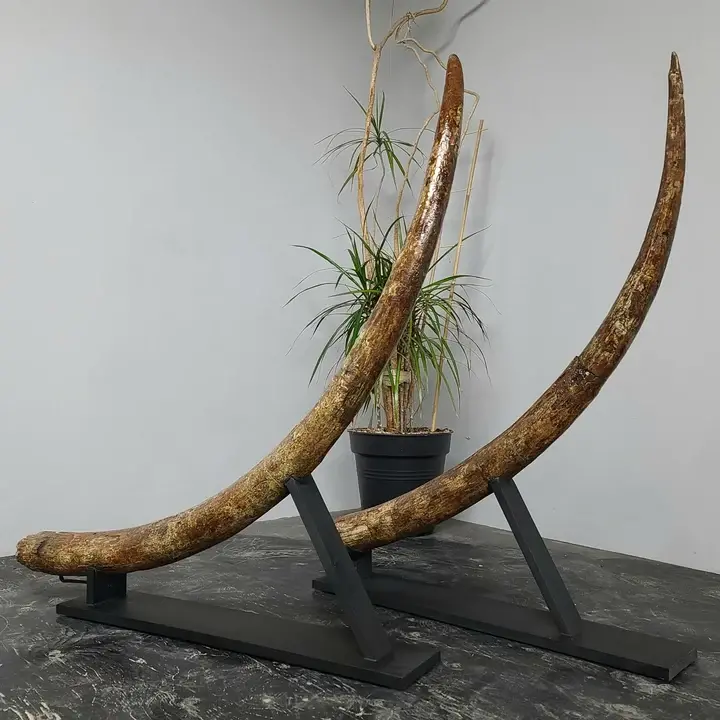 Stegodon tusk pair for sale in Canada (62) - Image 3